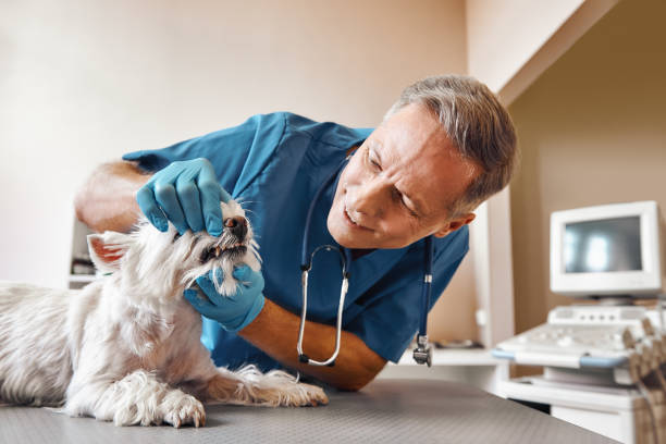 Best Emergency Treatment for Dental Infections or Abscesses in Derma, MS